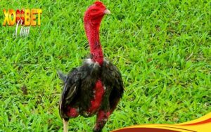 kinh nghiệm xem tướng gà chọi