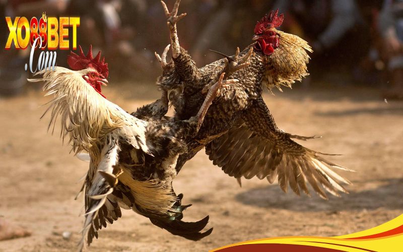 Review cổng cá cược đá gà